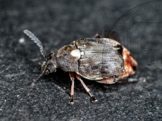 Megabruchidius dorsalis_имаго самец